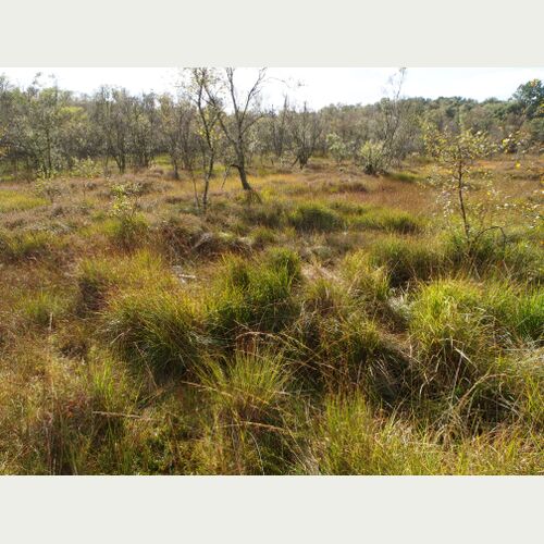 Das Ohmoor verfügt über Moorheide und Moor-Birkenwald - hier wachsen Glockenheide, Moosbeere und Torfmoose.